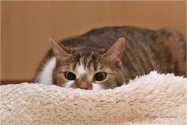 <p>Mia</p>